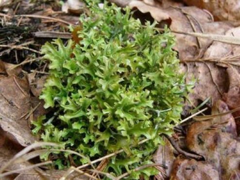 cetraria από παράσιτα στο σώμα