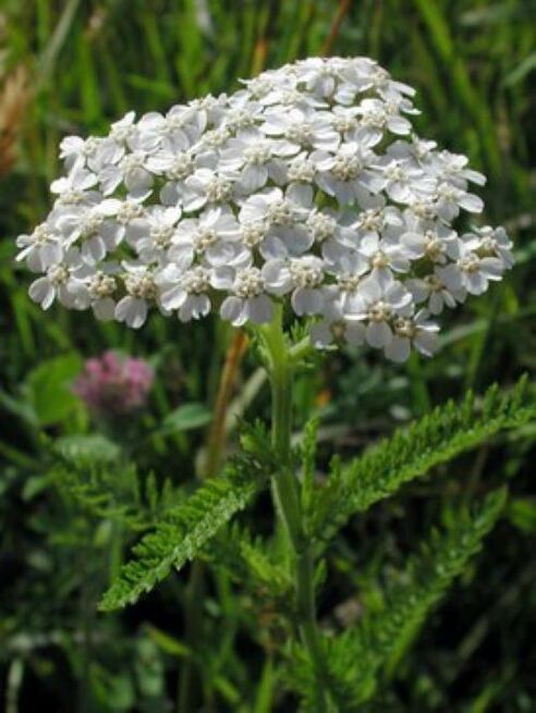 yarrow κατά των παρασίτων στο σώμα