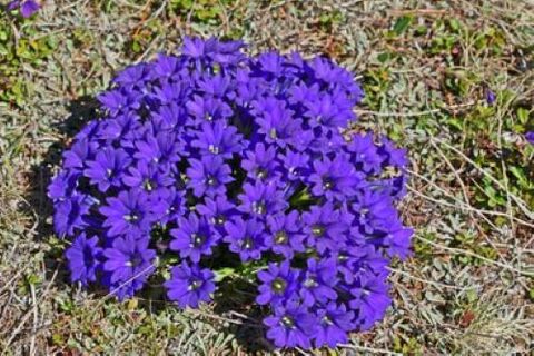 ρίζα πυρετού από παράσιτα στο σώμα