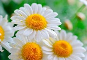Θεραπεύοντας άνθη χαμομηλιού - ένα μέσο για να απαλλαγείτε από σκουλήκια