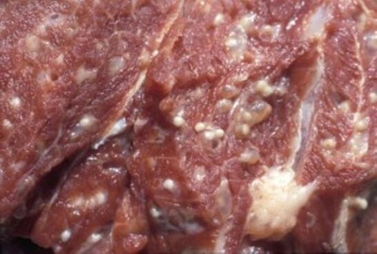 Κρέας μολυσμένο με τριχινέλλα - επικίνδυνα παράσιτα